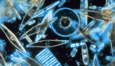 Diatomes observes au microscope